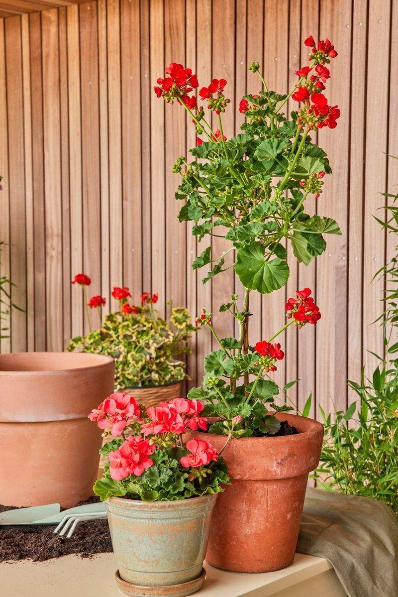 Fjordhage Garteservice AS 6